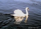 swan