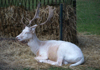 Fawn Deer