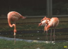 flamingo