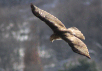 Red-Tailed Hawk