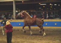 Horse Show