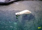 polar bear