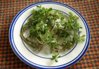 purslane