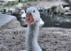 white goose