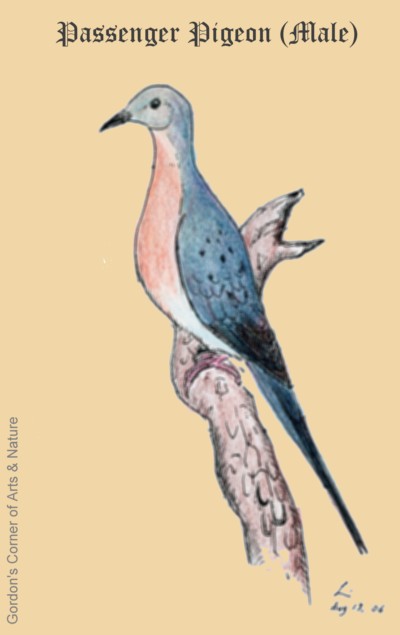 Passenger Pigeon