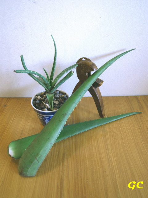 Aloe vera