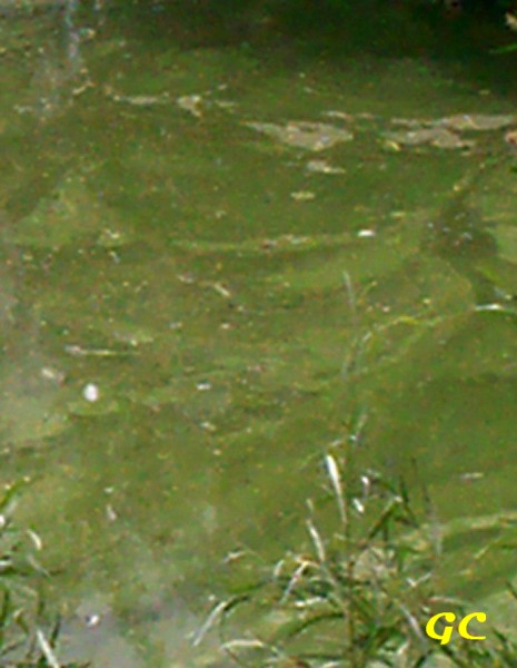 BlueGreen Algae