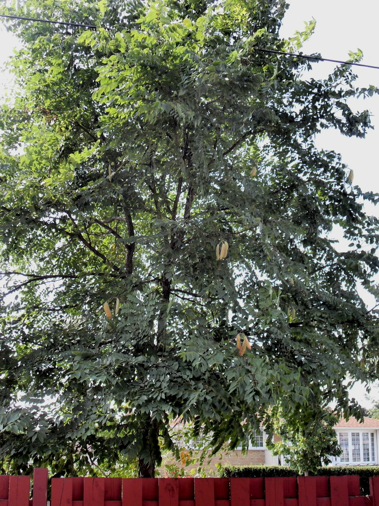 Kentucky Coffee Tree