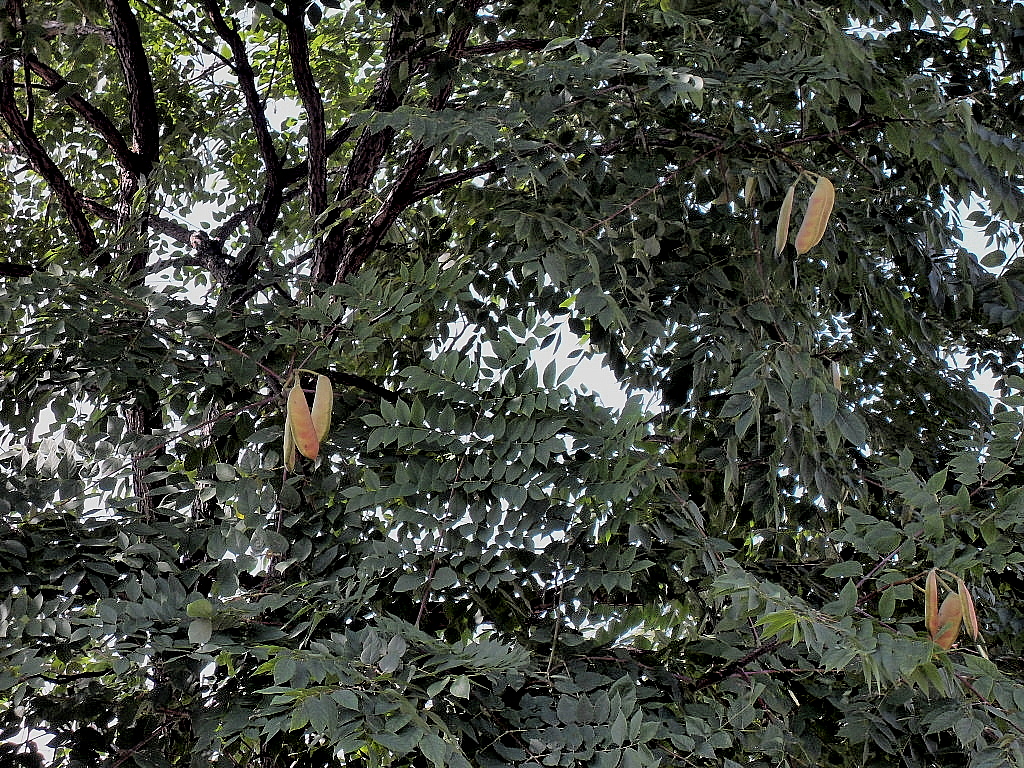 Kentucky Coffee Tree