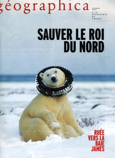 Polar Bear