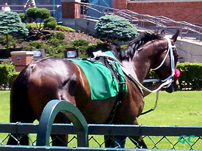 Thoroughbred Race Horse
