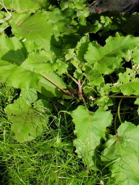 Great Burdock Plant