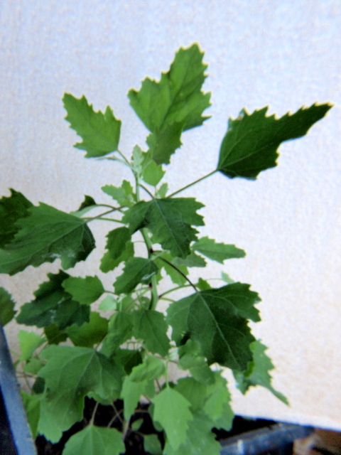 Lamb's-Quarters,leaves