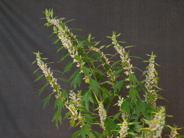 motherwort