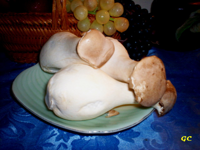 King Oyster Mushrooms